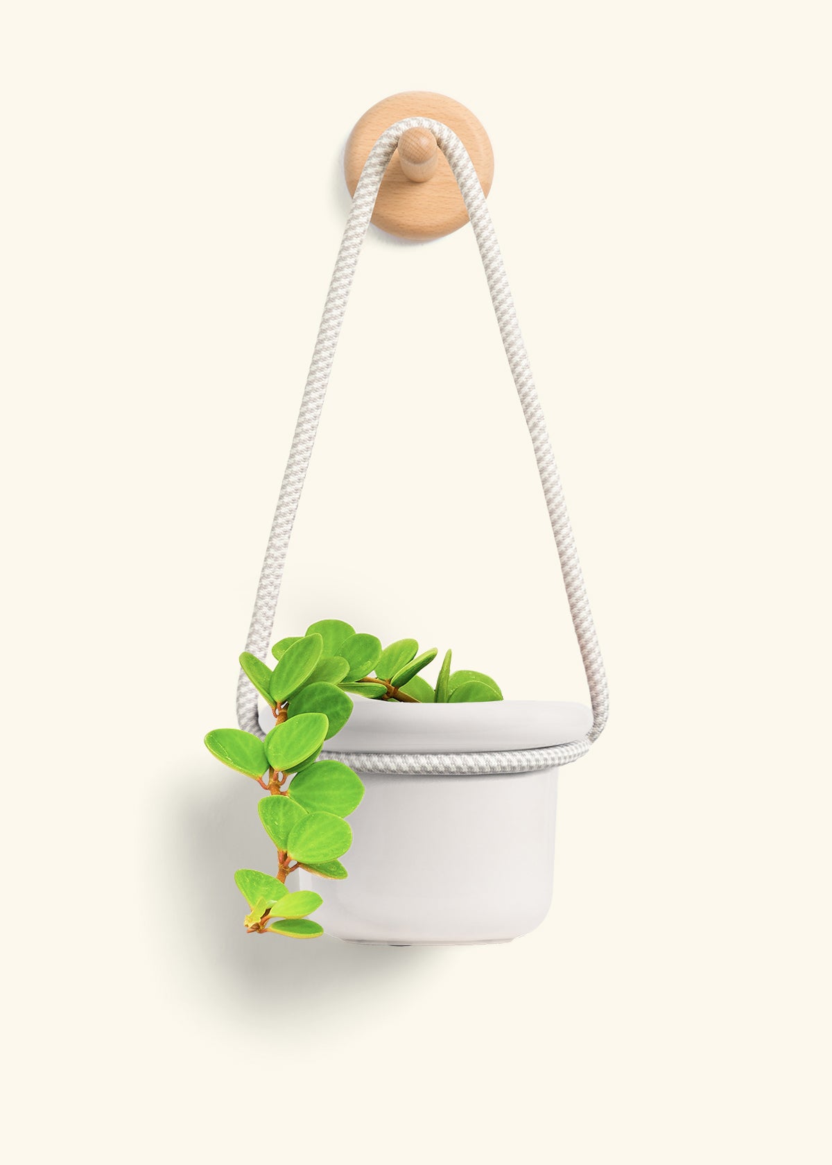 Peperomia 'Hope', Small