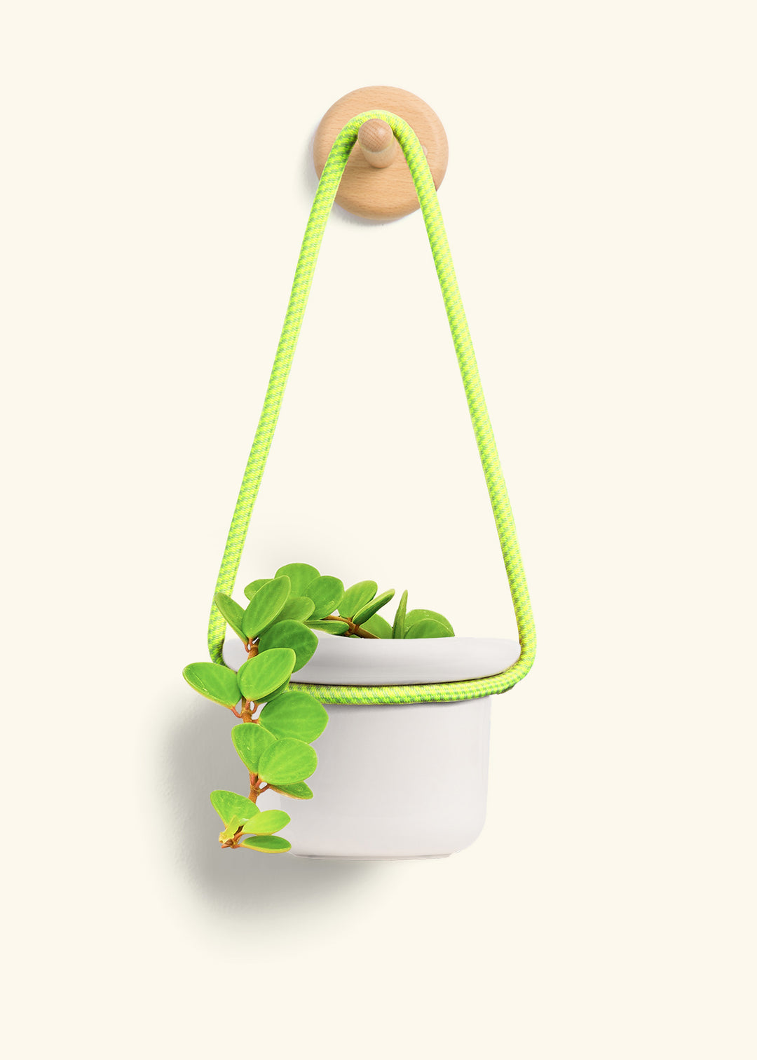 Peperomia 'Hope'