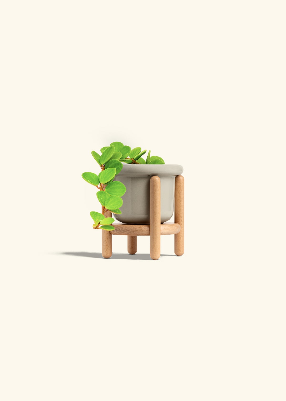 Peperomia Hope in a 4 inches Fat Lip Red Planter in a Shamrock Petal Drip Tray