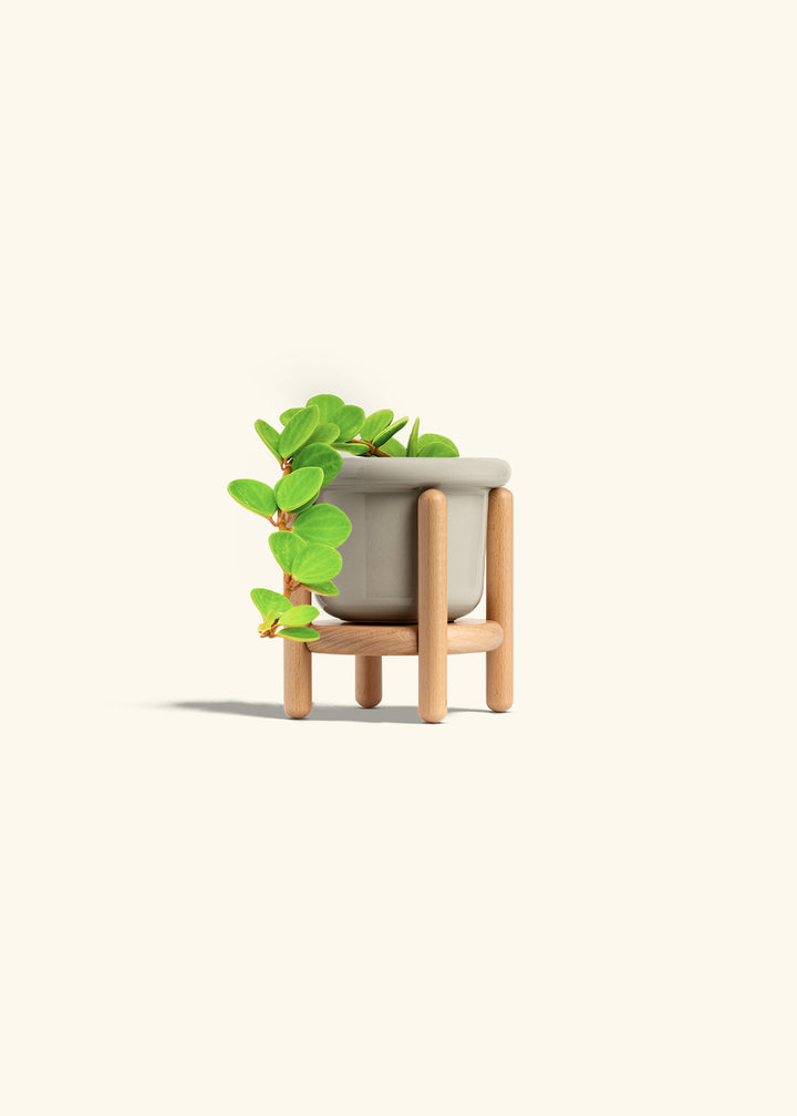 Peperomia Hope in a 4 inches Fat Lip Red Planter in a Shamrock Petal Drip Tray