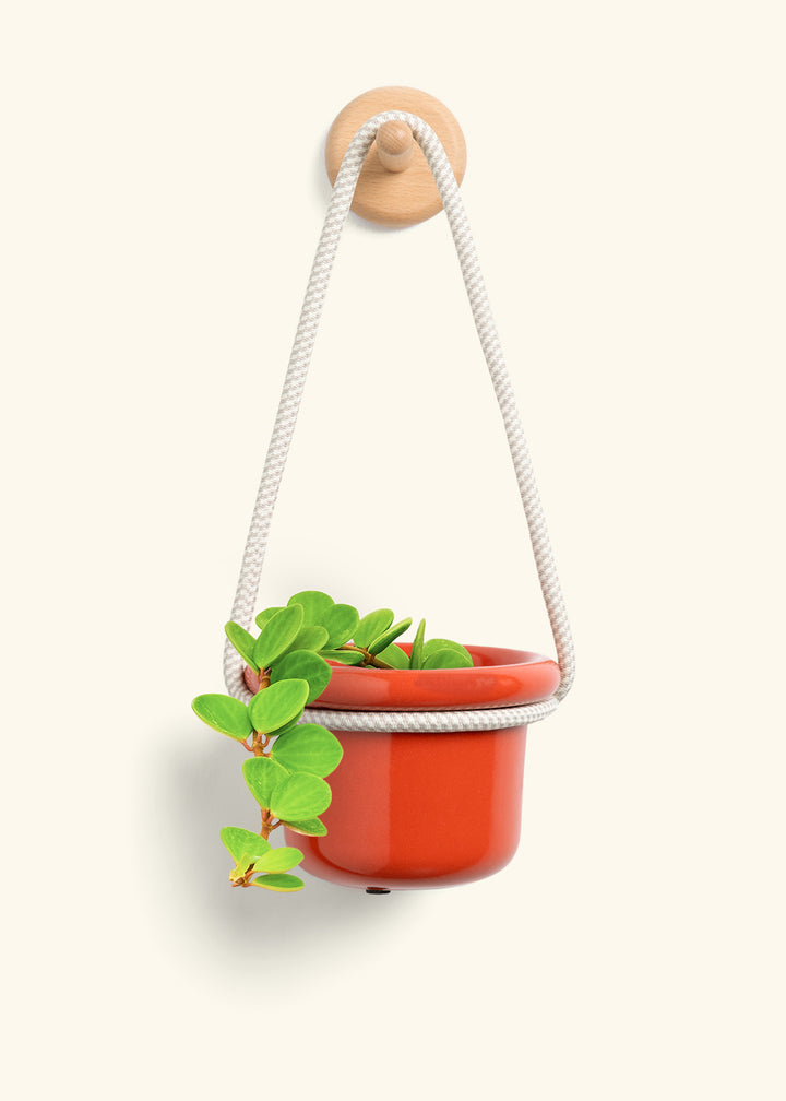 Peperomia 'Hope'