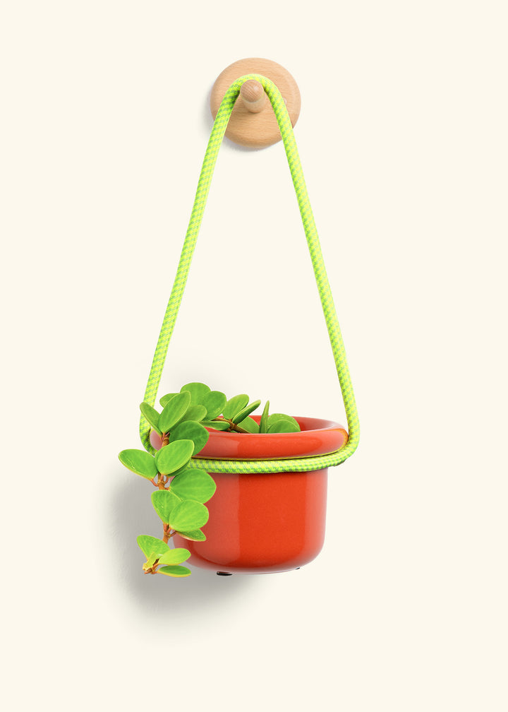 Peperomia 'Hope'
