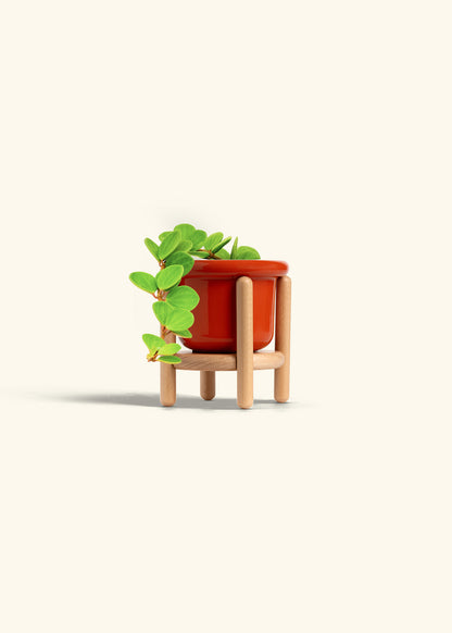 Peperomia Hope in a 4 inches Fat Lip Oat Planter in a Shamrock Petal Drip Tray