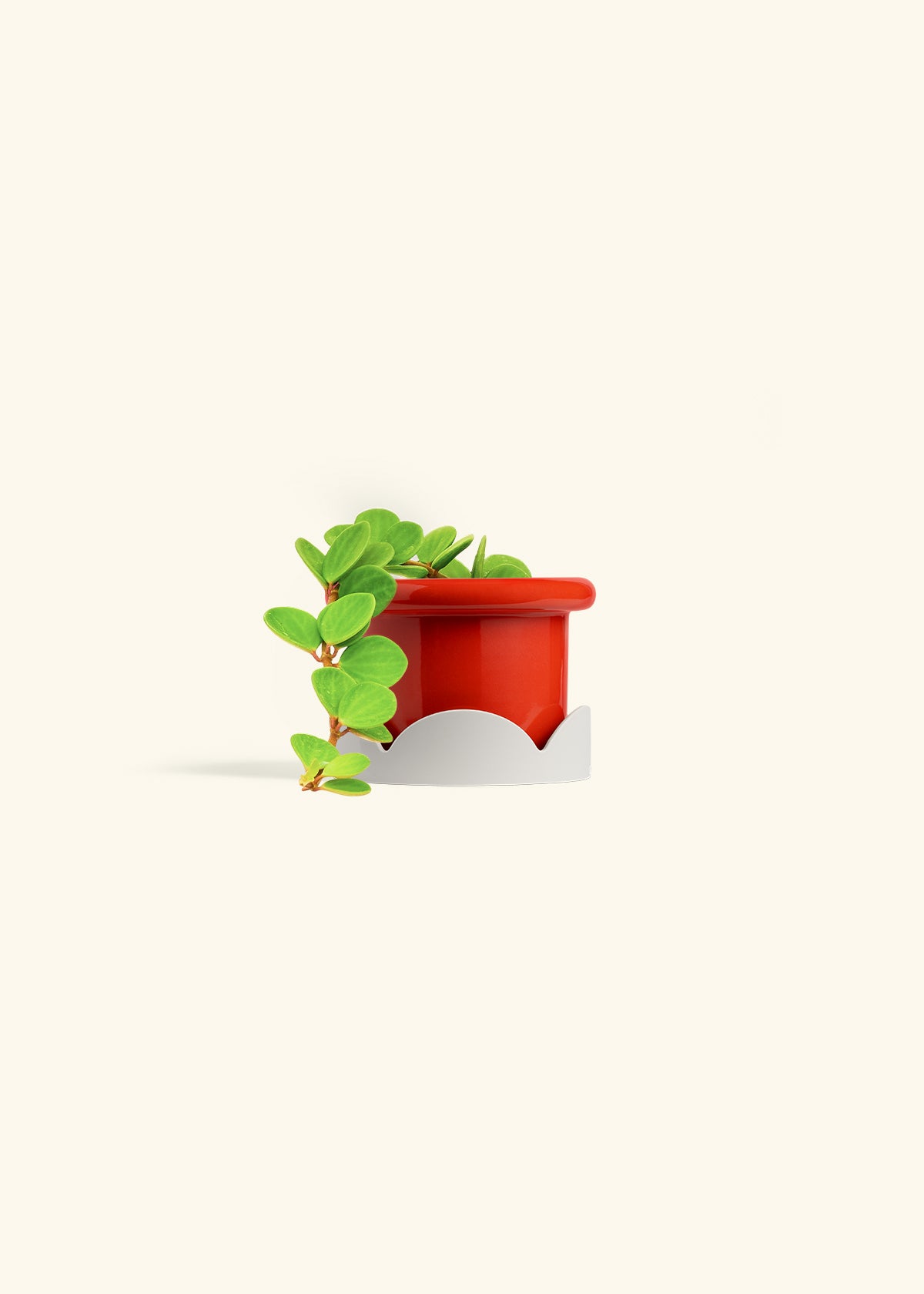Peperomia Hope in a 4 inches Fat Lip Oat Planter 