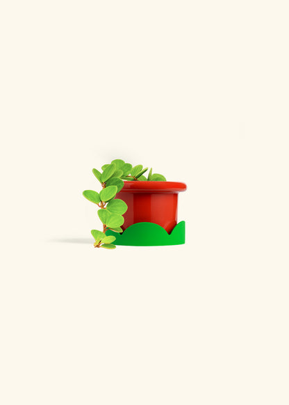 Peperomia Hope in a 4 inches Fat Lip Red Planter in a Beech Wood Stand