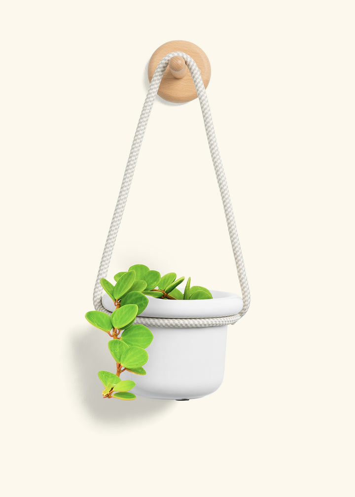 Peperomia 'Hope'