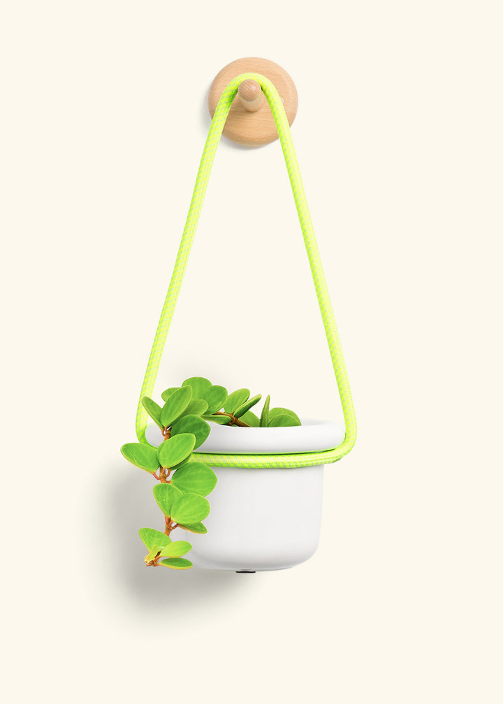 Peperomia 'Hope'
