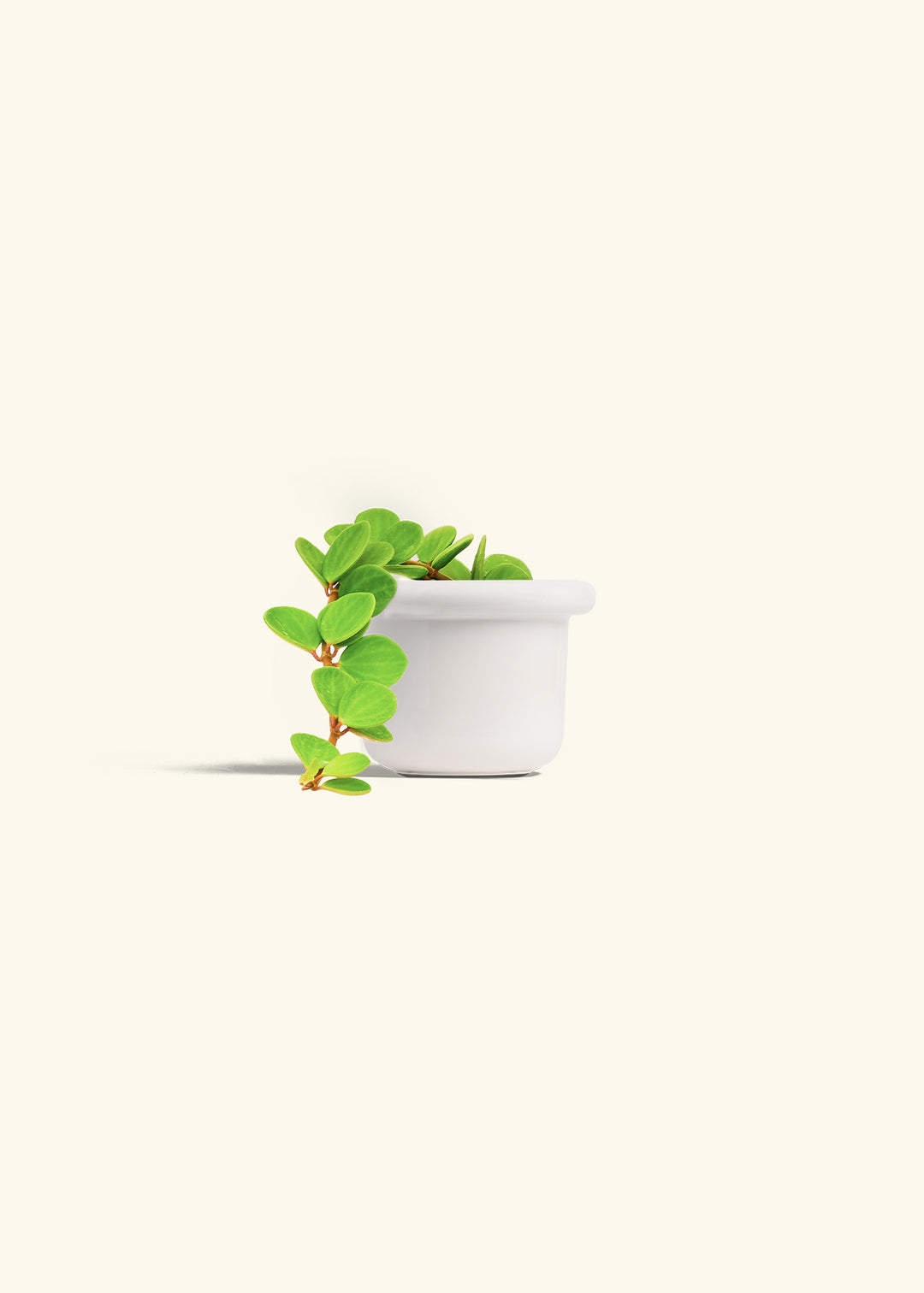 Peperomia Hope in a 4 inches Fat Lip White Planter 