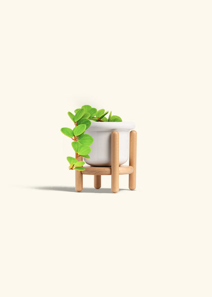 Peperomia Hope in a 4 inches Fat Lip White Planter in a Beech Wood Stand
