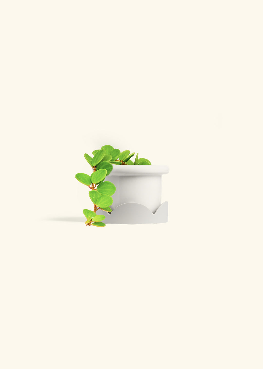 Peperomia Hope in a 4 inches Fat Lip White Planter in a Oat Petal Drip Tray