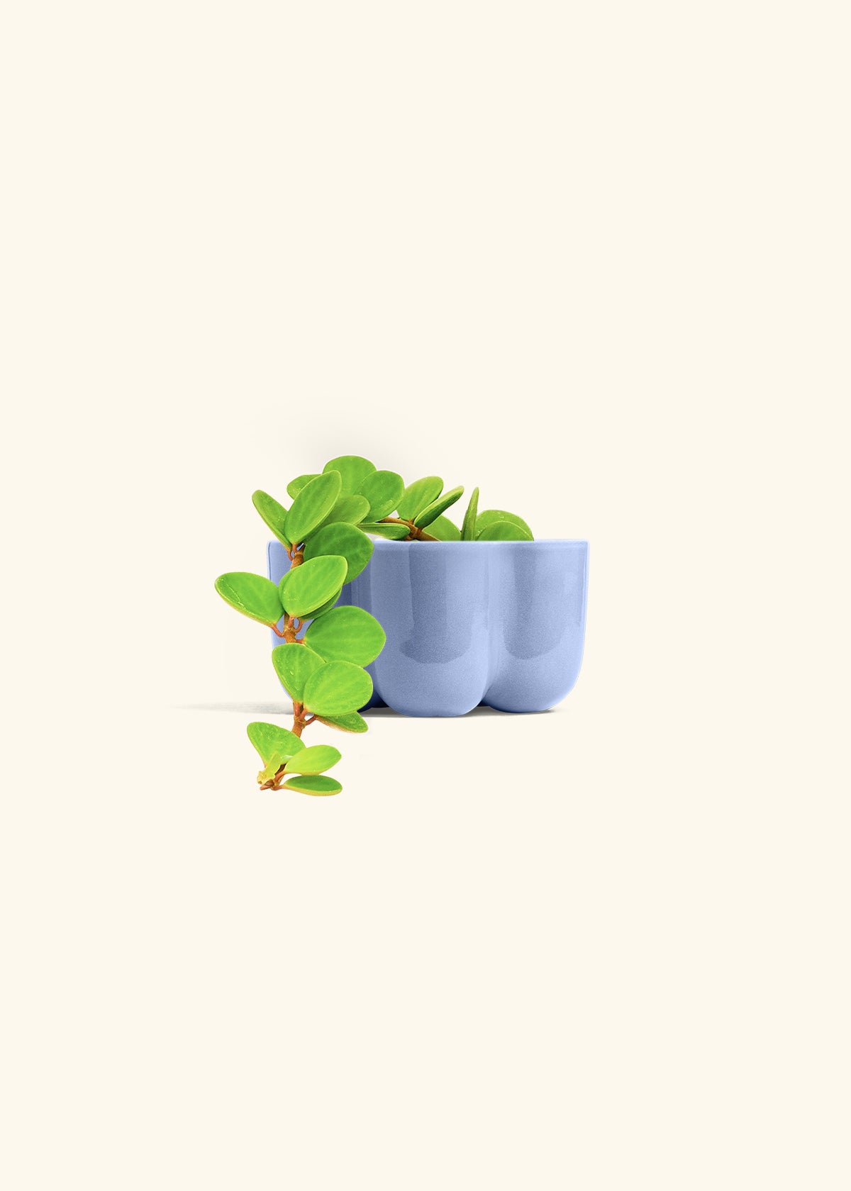 Peperomia Hope – Hey Rooted