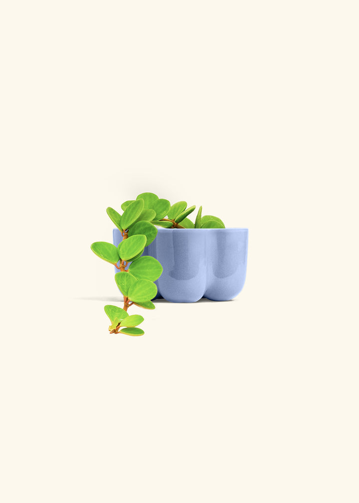 Peperomia Hope in a 4 inches in a Blue Petal Planter