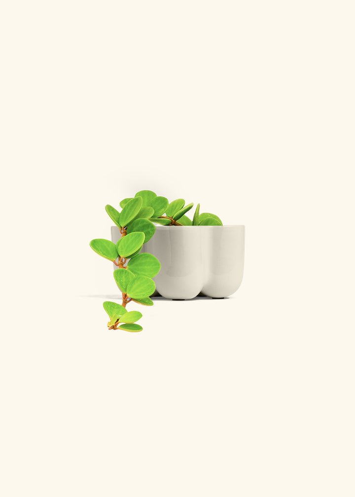 Peperomia Hope in a 4 inches in a Oat Petal Planter