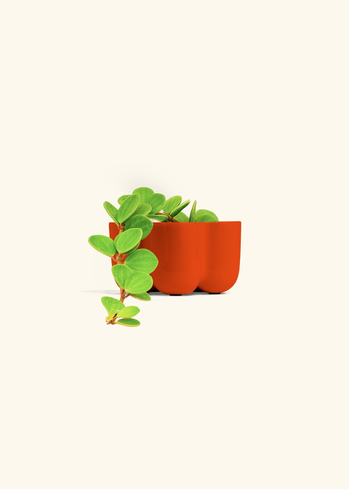 Peperomia Hope for Sale | 30 Day Guarantee – Hey Rooted