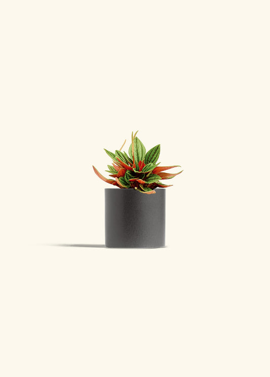Peperomia Rosso in a 4 inches Charcoal Classic Cylinder Planter 