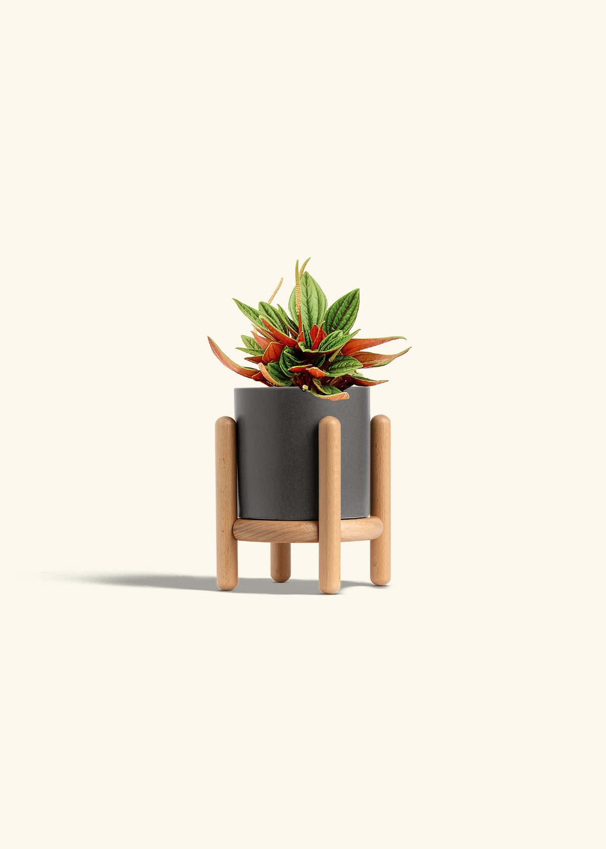 Peperomia Rosso in a 4 inches Charcoal Classic Cylinder Planter in a Beech Wood Stand
