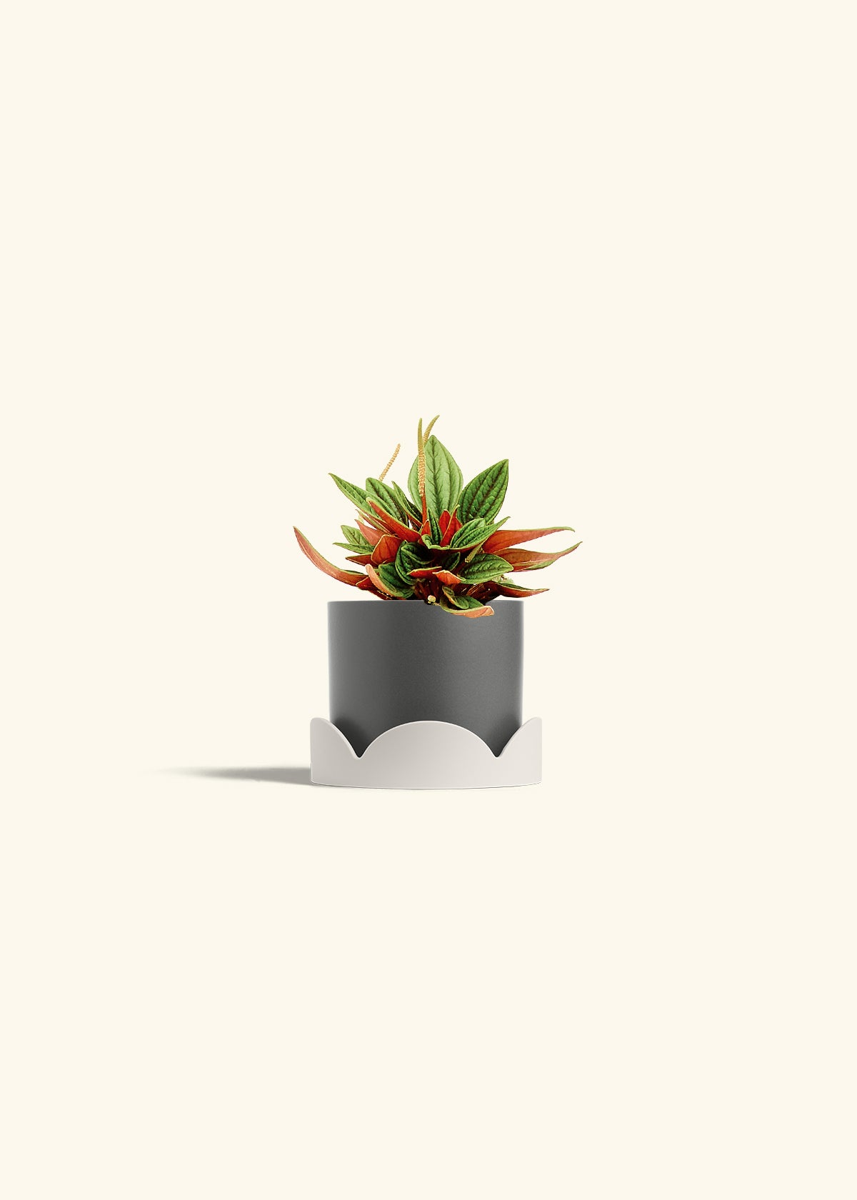 Peperomia Rosso in a 4 inches Charcoal Classic Cylinder Planter in a Oat Petal Drip Tray
