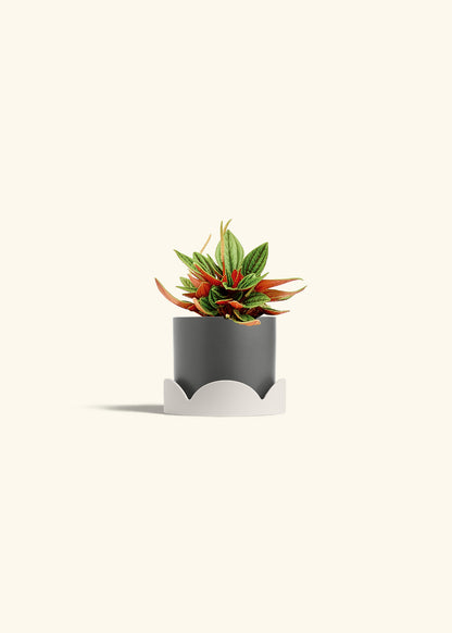Peperomia Rosso in a 4 inches Charcoal Classic Cylinder Planter in a Oat Petal Drip Tray