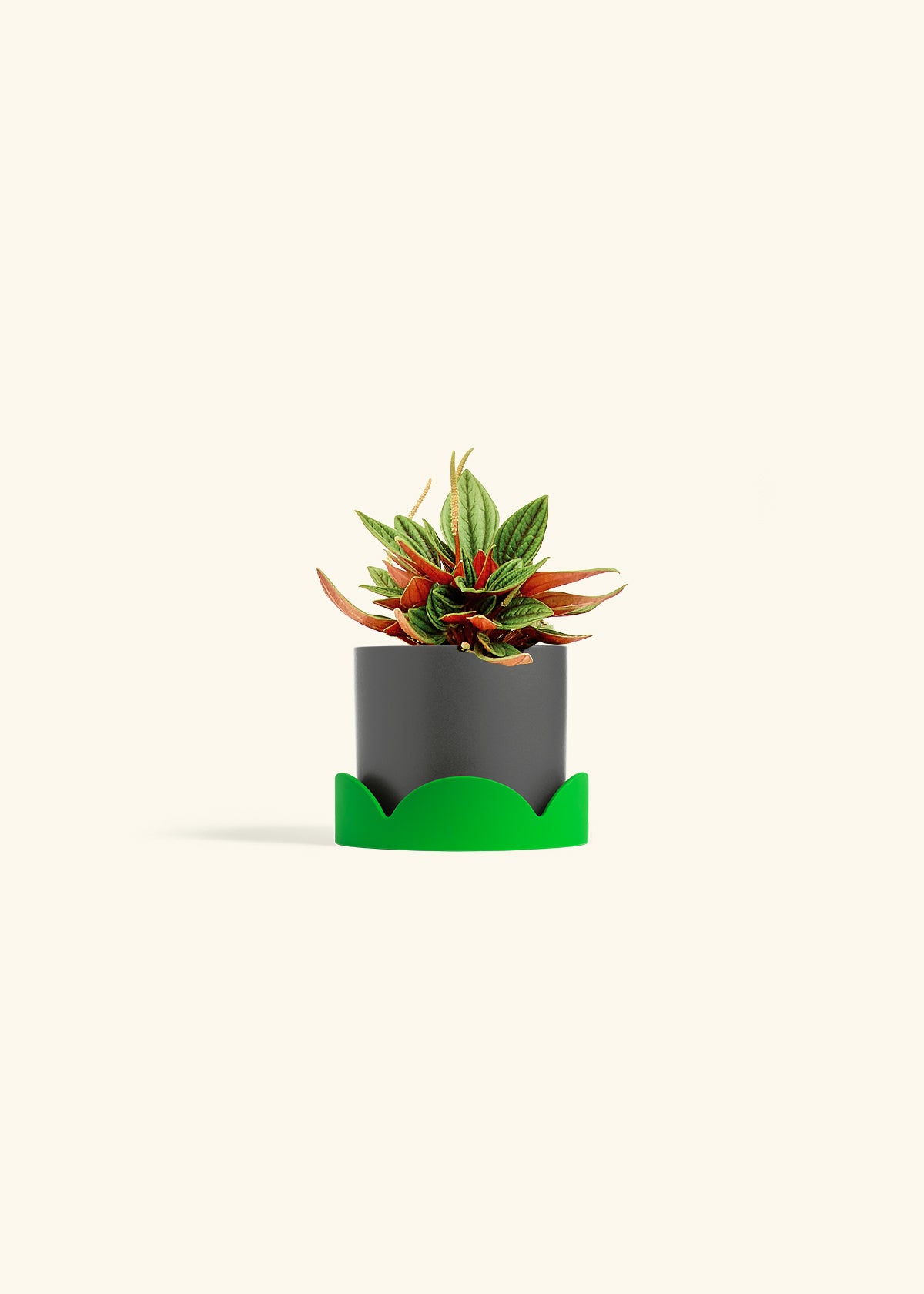 Peperomia Rosso in a 4 inches Charcoal Classic Cylinder Planter in a Shamrock Petal Drip Tray