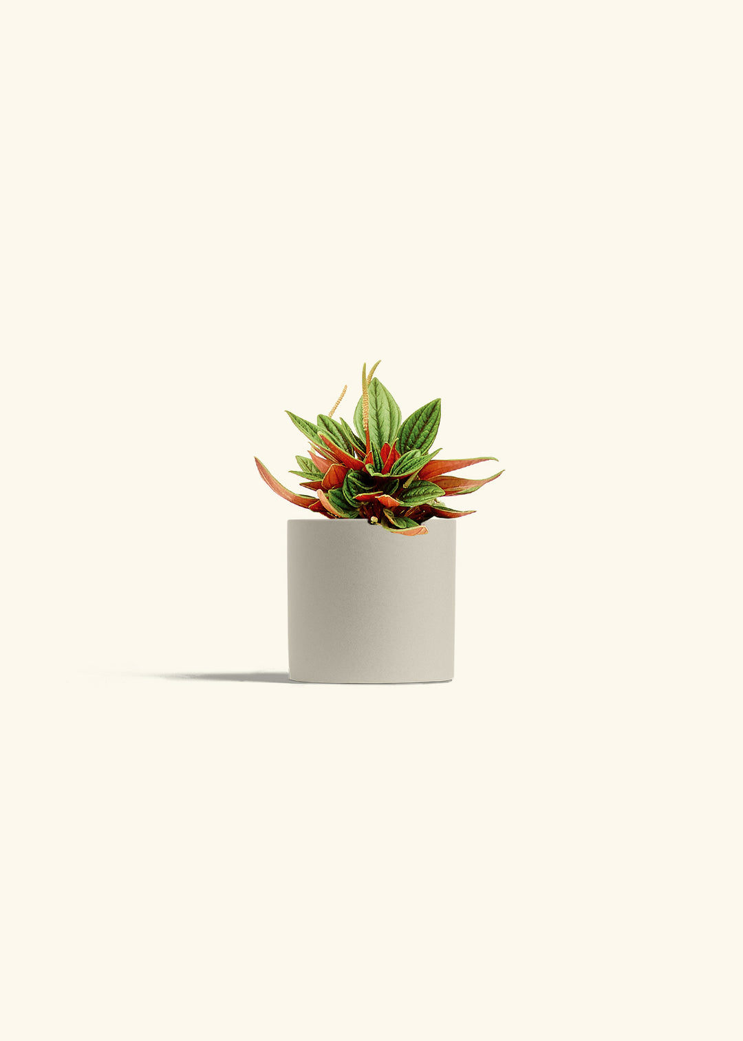Peperomia Rosso in a 4 inches Oat Classic Cylinder Planter 