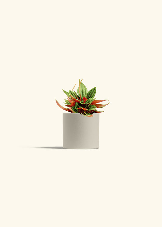 Peperomia Rosso in a 4 inches Oat Classic Cylinder Planter 