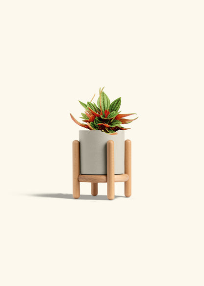 Peperomia Rosso in a 4 inches Oat Classic Cylinder Planter in a Beech Wood Stand