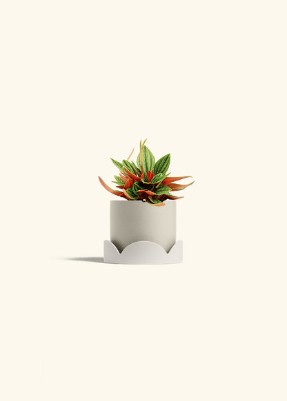 Peperomia Rosso in a 4 inches Oat Classic Cylinder Planter in a Oat Petal Drip Tray