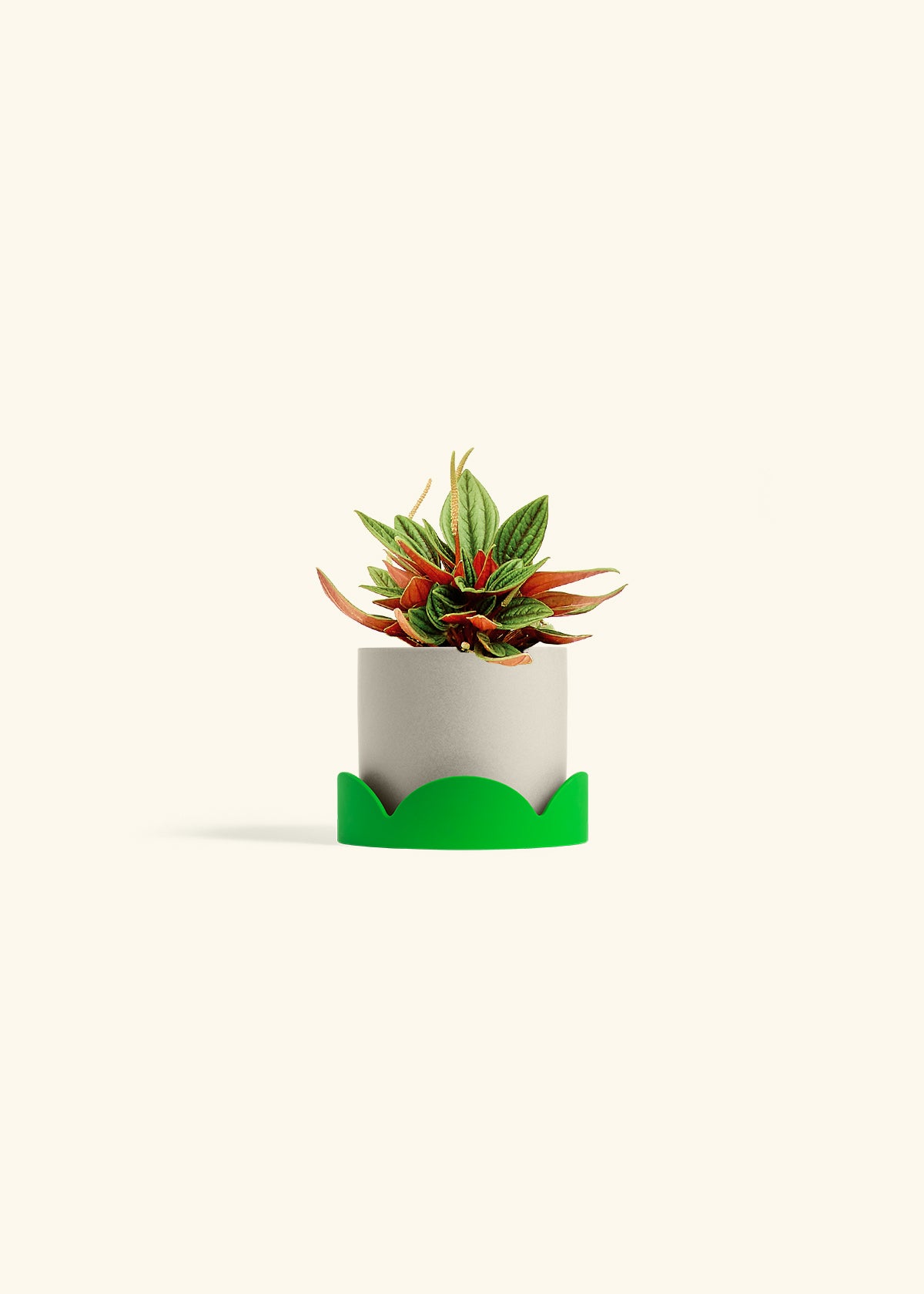 Peperomia Rosso in a 4 inches Oat Classic Cylinder Planter in a Shamrock Petal Drip Tray
