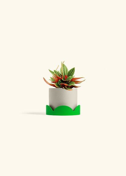 Peperomia Rosso in a 4 inches Oat Classic Cylinder Planter in a Shamrock Petal Drip Tray