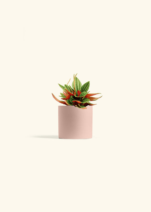 Peperomia Rosso in a 4 inches Pink Classic Cylinder Planter 
