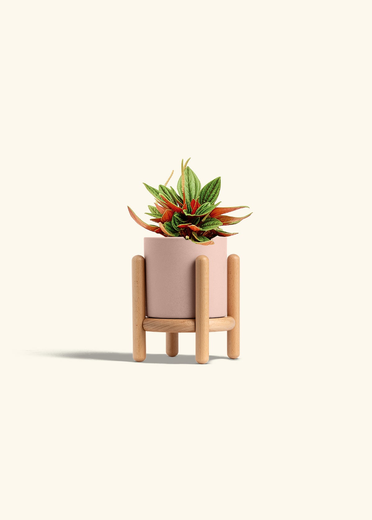 Peperomia Rosso in a 4 inches Pink Classic Cylinder Planter in a Beech Wood Stand