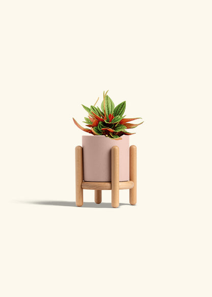 Peperomia Rosso in a 4 inches Pink Classic Cylinder Planter in a Beech Wood Stand