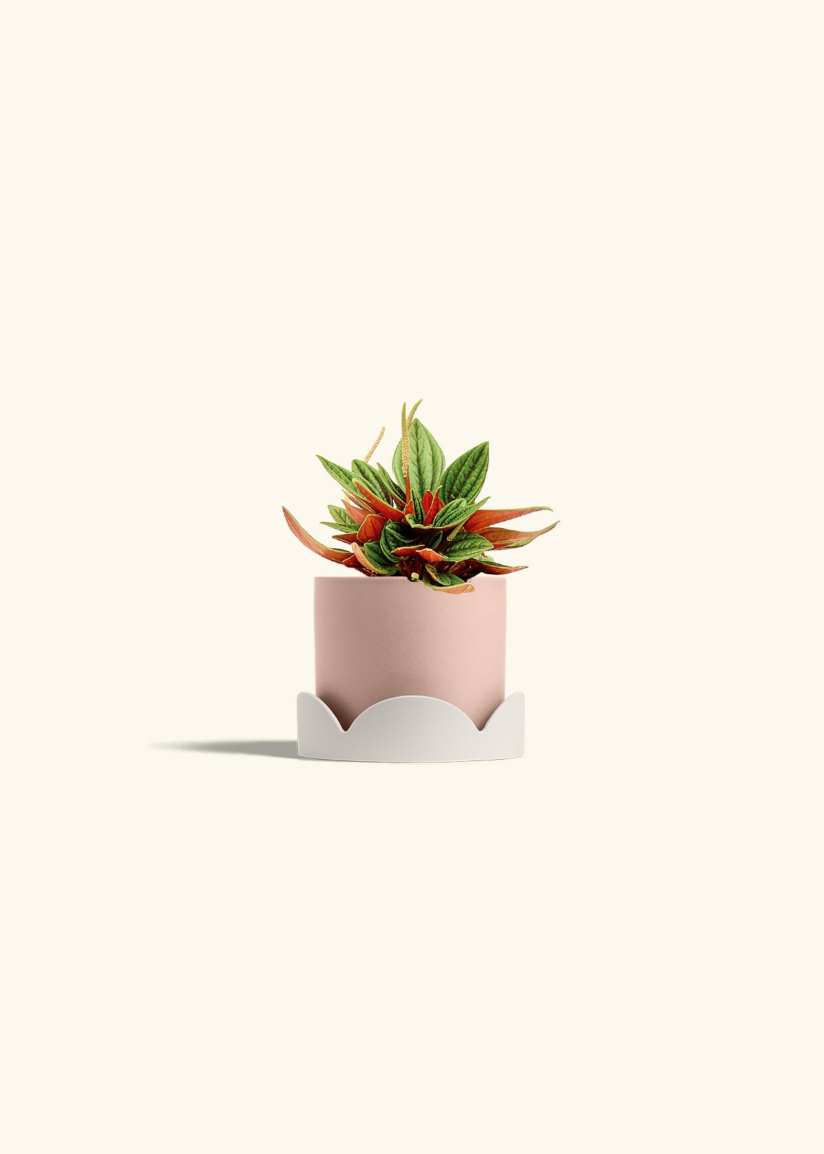 Peperomia Rosso in a 4 inches Pink Classic Cylinder Planter in a Oat Petal Drip Tray