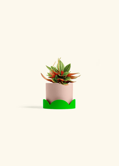 Peperomia Rosso in a 4 inches Pink Classic Cylinder Planter in a Shamrock Petal Drip Tray