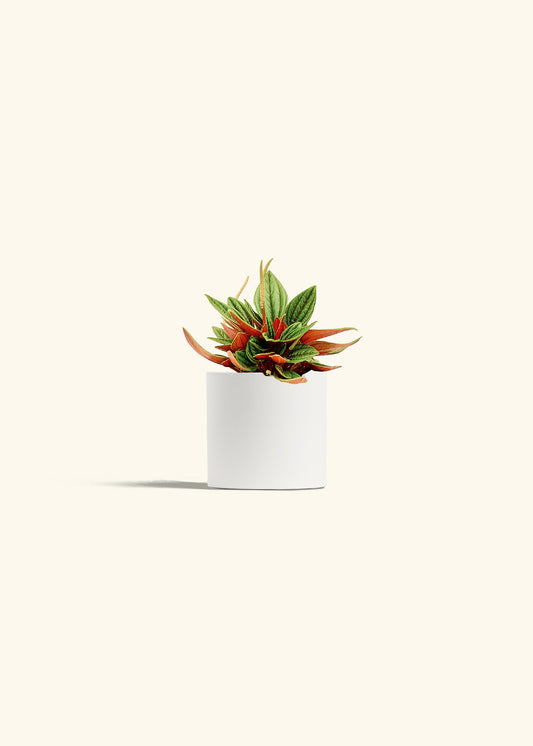 Peperomia Rosso in a 4 inches White Classic Cylinder Planter 