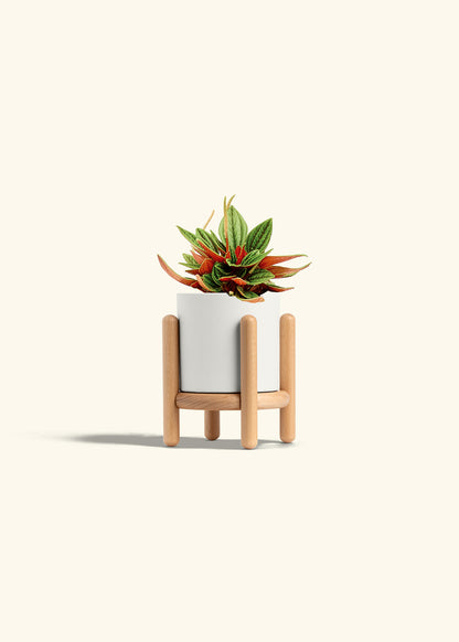 Peperomia Rosso in a 4 inches White Classic Cylinder Planter in a Beech Wood Stand