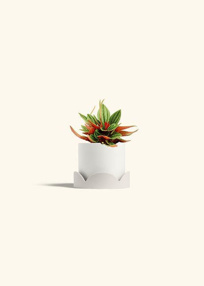 Peperomia Rosso in a 4 inches White Classic Cylinder Planter in a Oat Petal Drip Tray