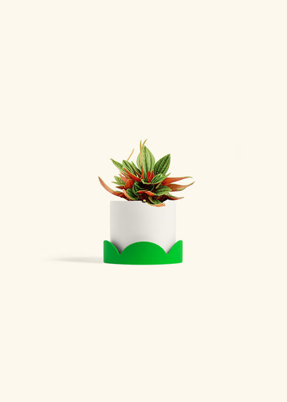 Peperomia Rosso in a 4 inches White Classic Cylinder Planter in a Shamrock Petal Drip Tray