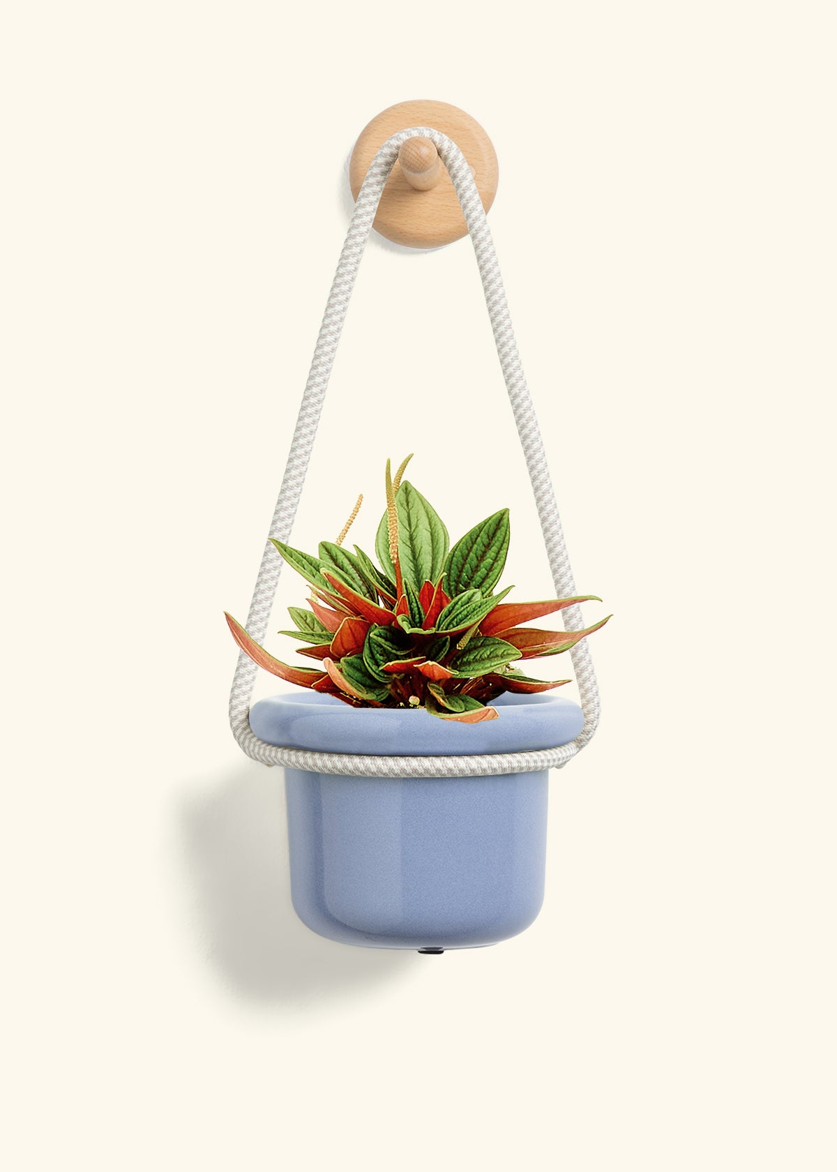 Peperomia 'Rosso', Small