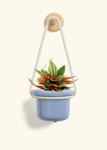 Peperomia 'Rosso', Small