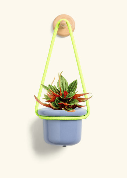 Peperomia 'Rosso', Small