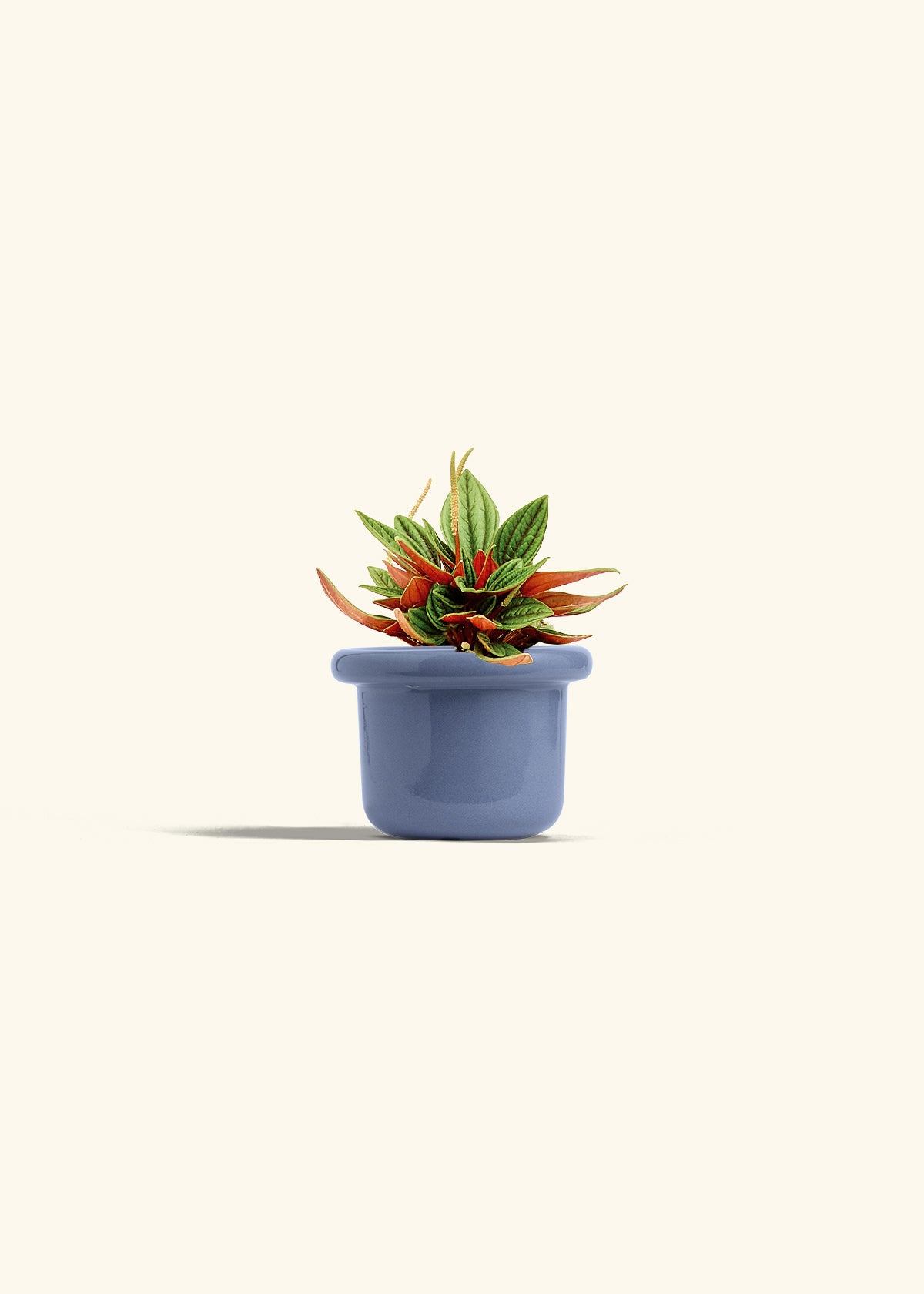 Peperomia Rosso in a 4 inches Fat Lip Blue Planter 