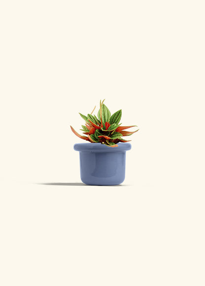 Peperomia Rosso in a 4 inches Fat Lip Blue Planter 