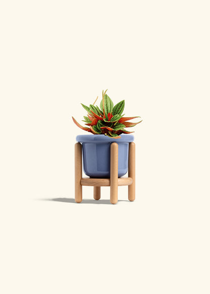 Peperomia Rosso in a 4 inches Fat Lip Blue Planter in a Beech Wood Stand