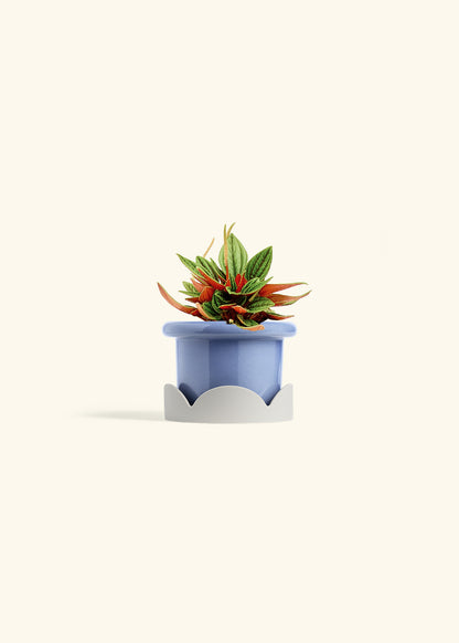 Peperomia Rosso in a 4 inches Fat Lip Blue Planter in a Oat Petal Drip Tray
