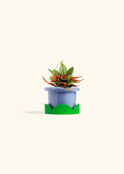 Peperomia Rosso in a 4 inches Fat Lip Blue Planter in a Shamrock Petal Drip Tray