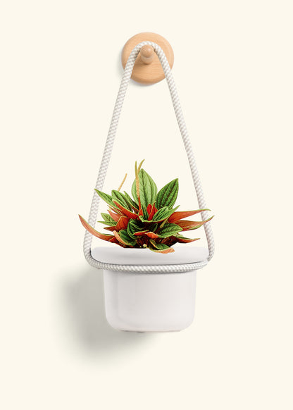 Peperomia 'Rosso', Small