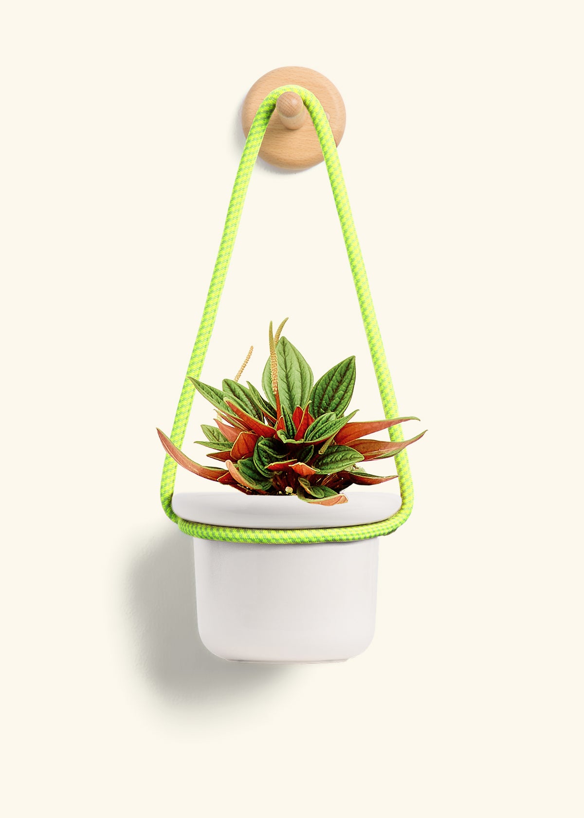 Peperomia 'Rosso', Small