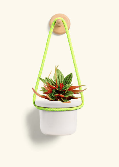Peperomia 'Rosso', Small