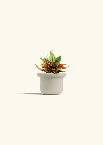 Peperomia Rosso in a 4 inches Fat Lip Oat Planter 